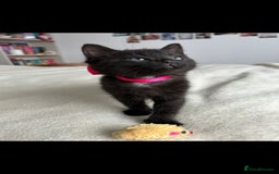 Bengal cats for sale: Pedigree bengal kittens available from 18/11/2025 - Advert 9