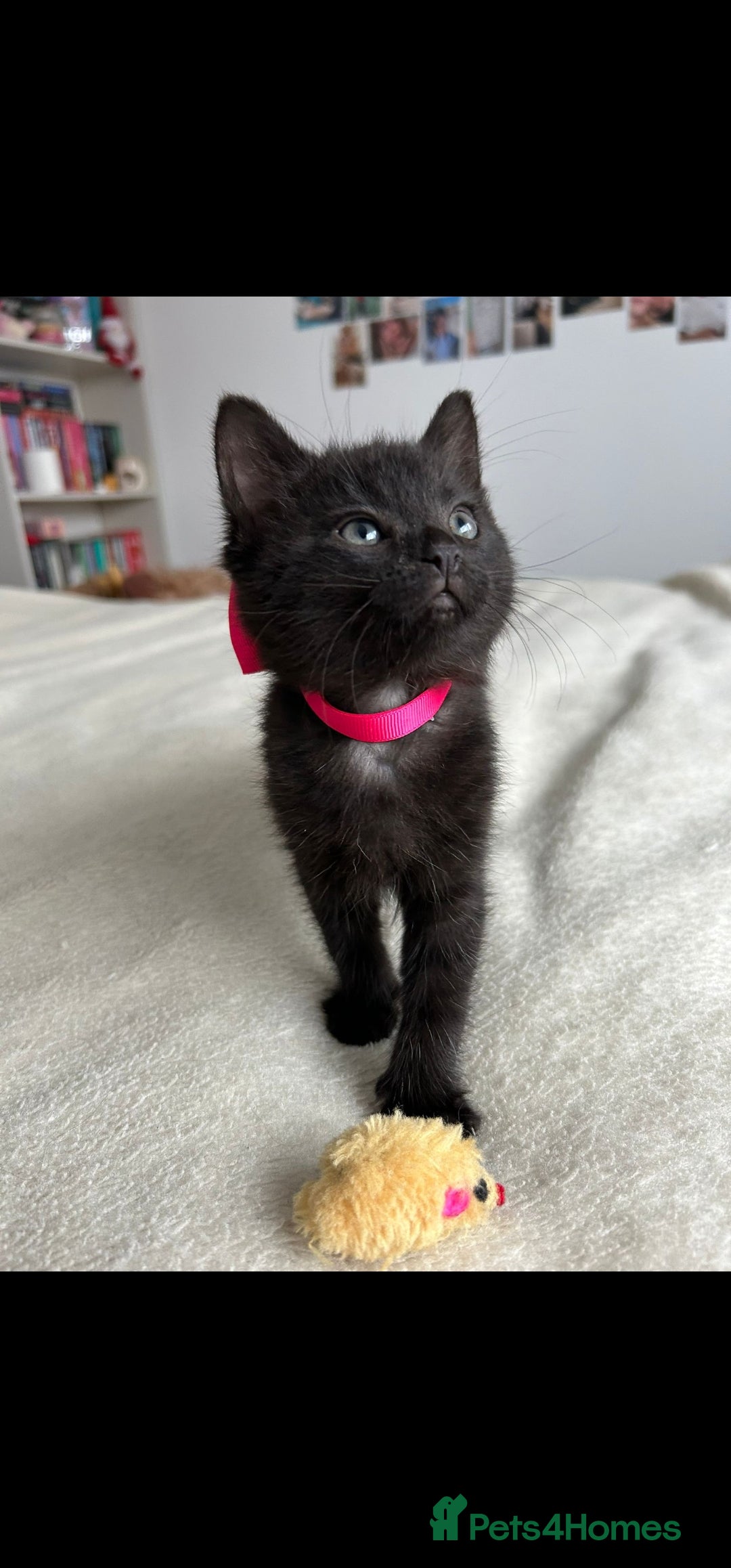 Bengal cats for sale: Pedigree bengal kittens available from 18/11/2025 - Advert 9