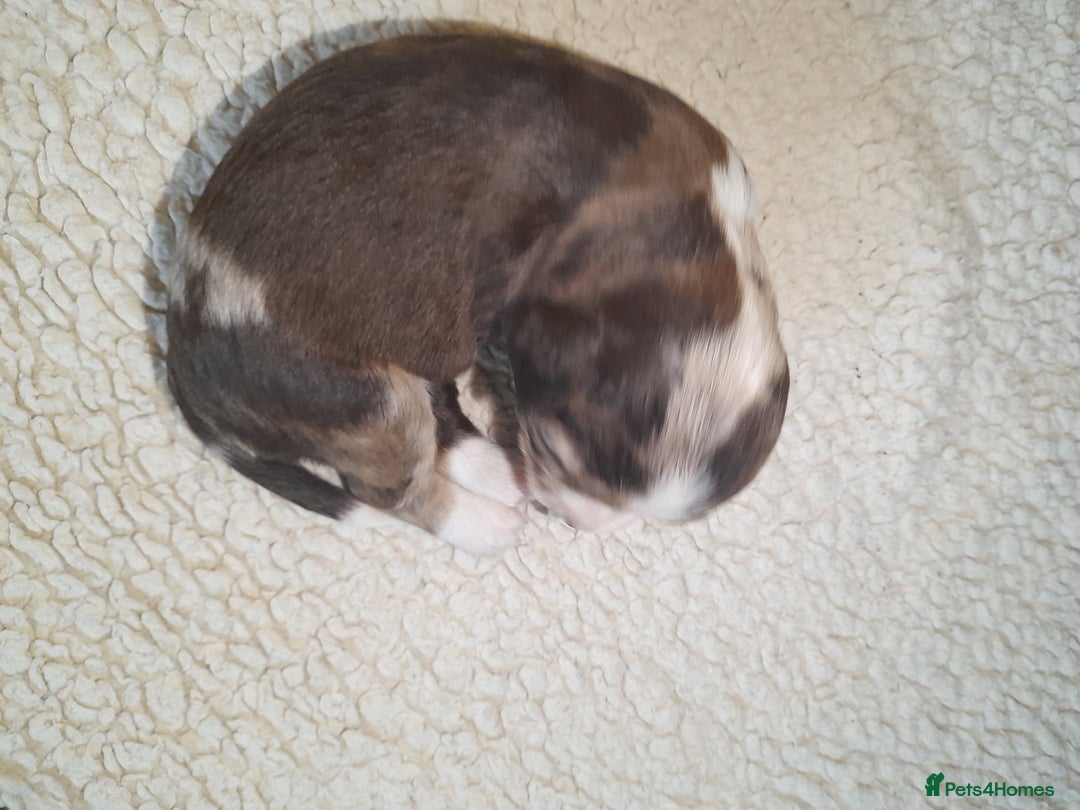 Sprocker dogs for sale: Gorgeous Merle Sprockers.  - Image 14