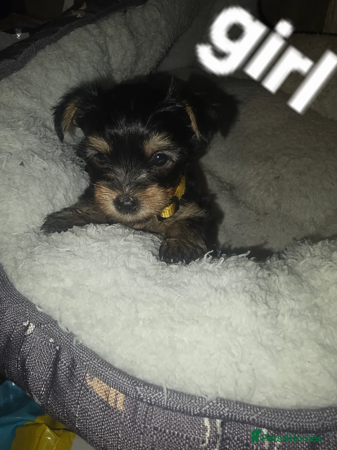 Yorkshire Terrier dogs for sale: 2 boys and 3 girls (5 weeks) ready to go - Advert 2