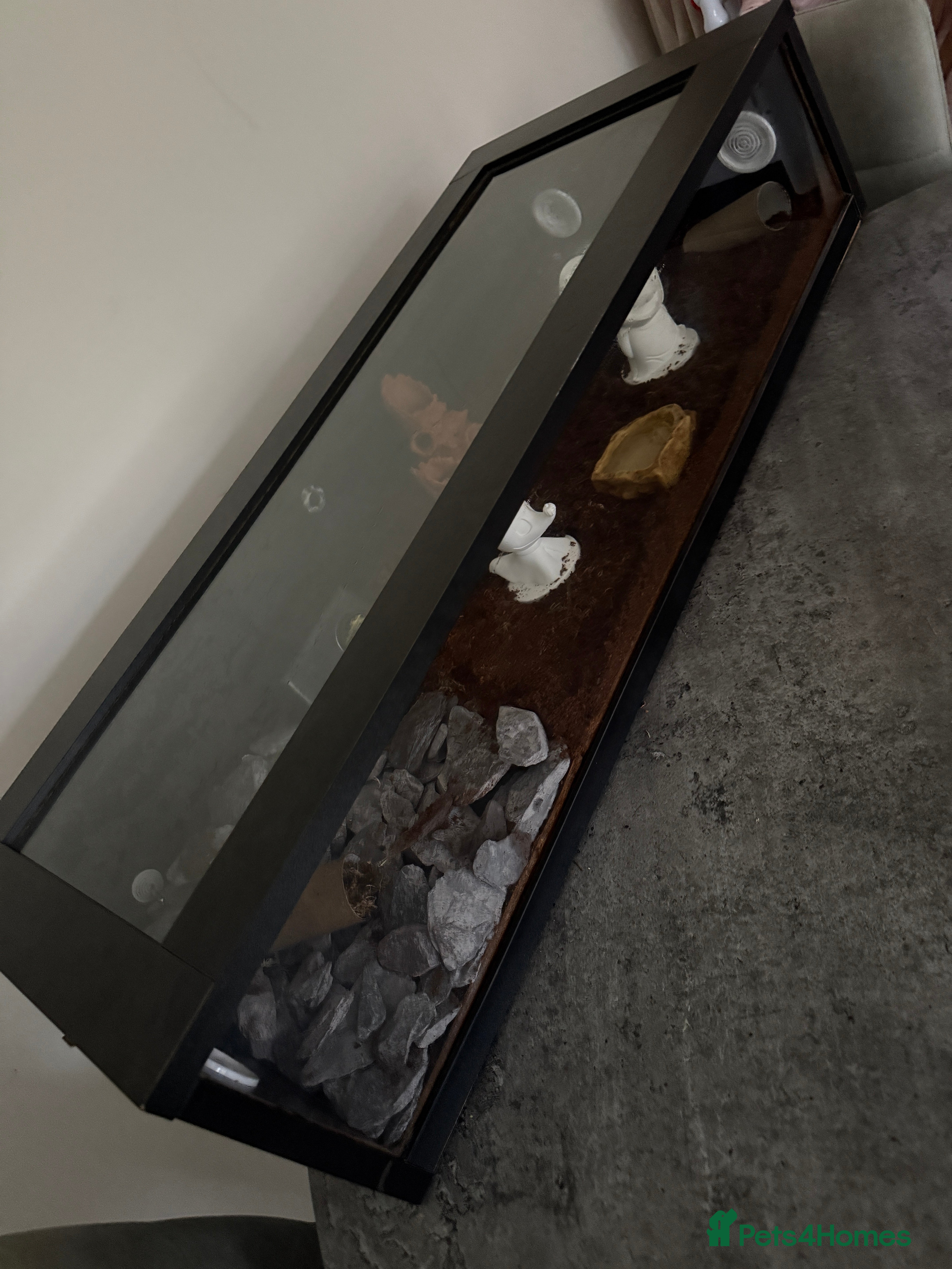 Corn Snake reptiles Corn snake and full set up including 3ft vivarium  - Advert 1