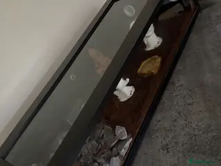 Corn Snake reptiles Corn snake and full set up including 3ft vivarium - Advert 1