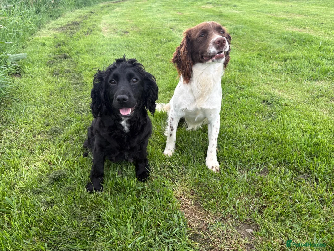 Sprocker dogs for sale: F1 sprocker puppies - Advert 2