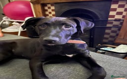 Mixed Breed dogs for sale: Urgent Labrador mix (female)  - Image 8