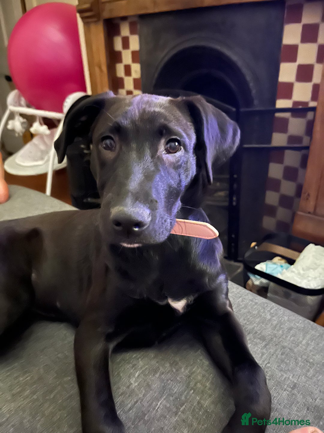 Mixed Breed dogs for sale: Urgent Labrador mix (female)  - Image 8
