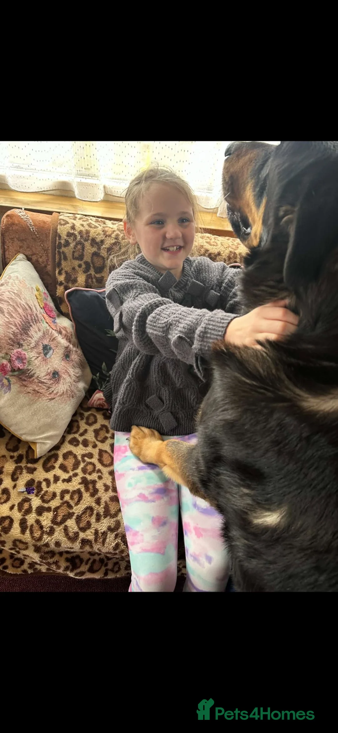 Mixed Breed dogs for sale: Rottweiler x German shepherd male  - Advert 2