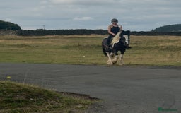 Irish Cob horses for sale: 14hh 6 year old gelding cob - Image 17