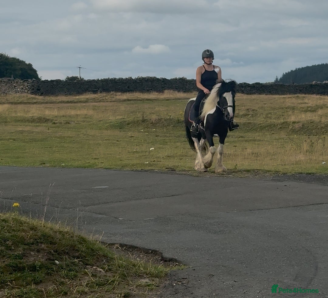 Irish Cob horses for sale: 14hh 6 year old gelding cob - Image 17