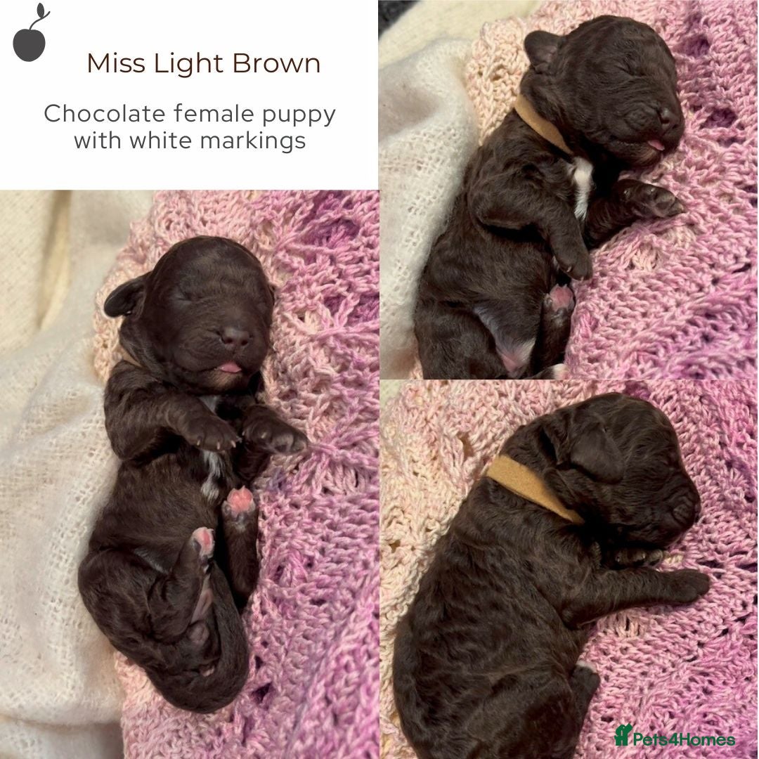 Miniature Poodle dogs for stud: MOYEN POODLE CROSS - IDEAL FOR DOODLE PUPPIES - Advert 11