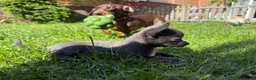 Chihuahua dogs for sale: Tiny  **  blue chihuahua female  - Advert 7