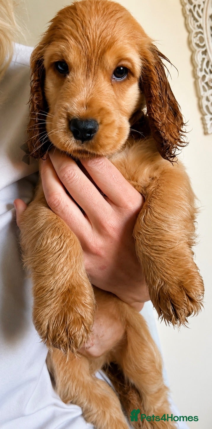 Cocker Spaniel dogs Final KC Golden Show Cocker Spaniel Boy Puppies - Advert 1