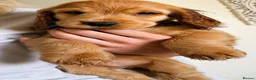 Cocker Spaniel dogs for sale: Last KC Golden Show Cocker Spaniel Boy Puppies - Advert 5