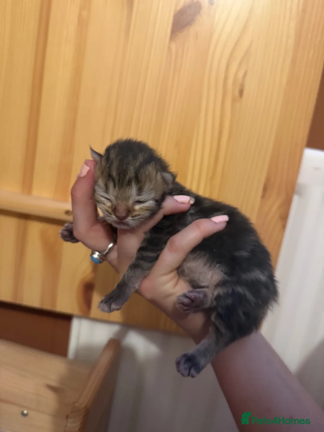 Mixed Breed cats for sale: Kittens for sale  - Advert 2
