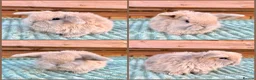 Mini Lop rabbits for sale: Mini Lop Baby Bunnies 🌸 - Advert 3