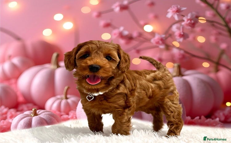 Cockapoo dogs - Advert 5
