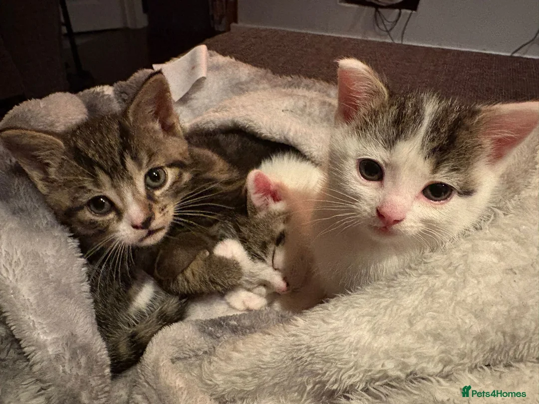 Mixed Breed cats for sale: 3 Kittens  - Advert 2