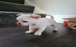Chihuahua dogs for sale: Male chihuahua  - Image 7