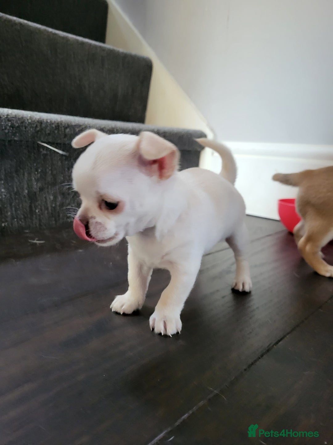 Chihuahua dogs for sale: Male chihuahua  - Image 7