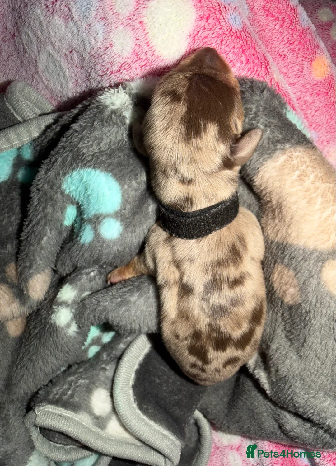 Miniature Dachshund dogs for sale: Miniature dachshund pups - Advert 6