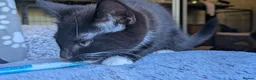 Mixed Breed cats for adoption: Lady Bas RatsAlot (Basmina) - Advert 4