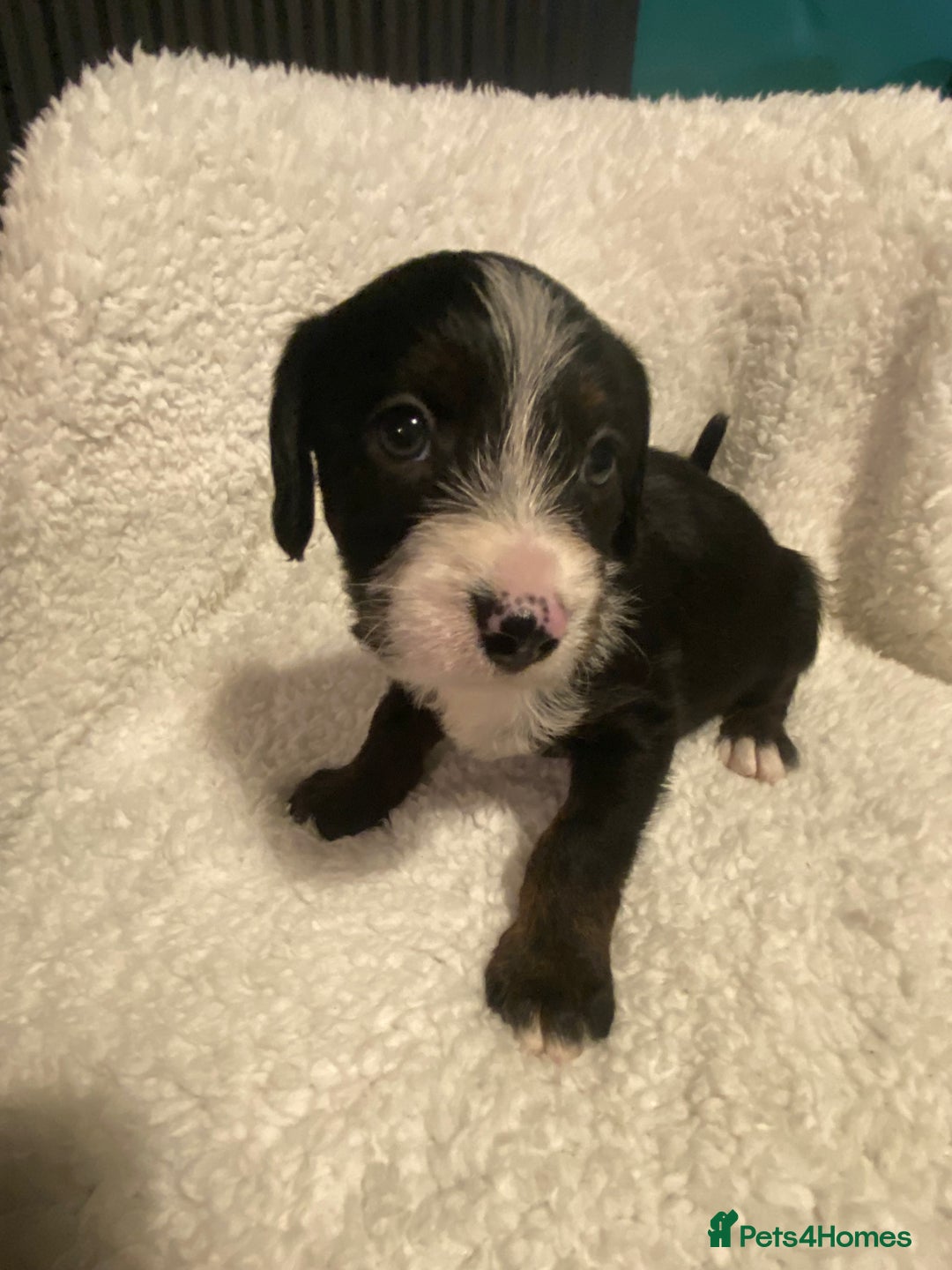 Mixed Breed dogs for sale: Staffypoos for sale - Image 10