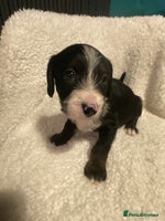 Mixed Breed dogs - Advert 3