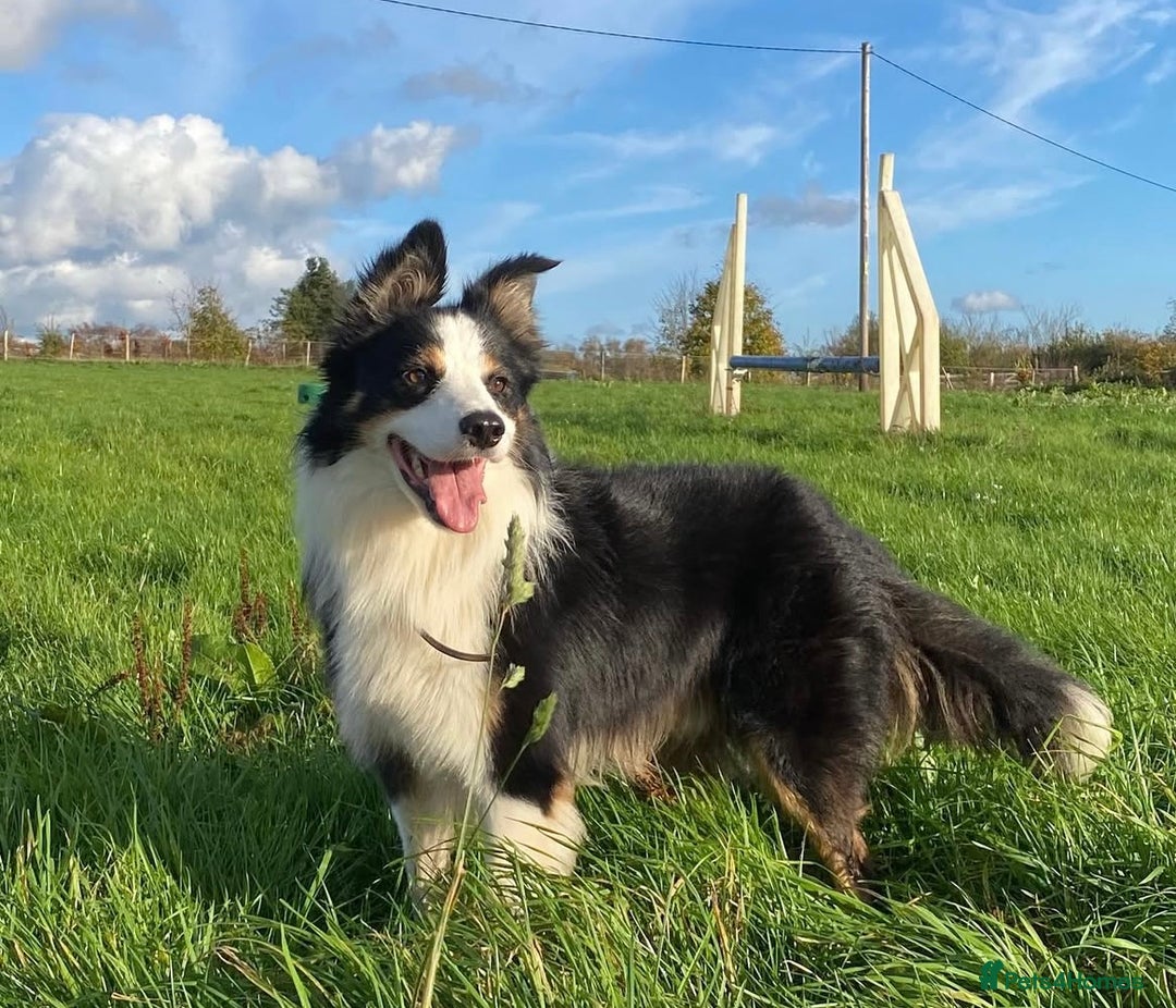 Mixed Breed dogs for sale: Cocker spaniel cross border collie puppies - Image 8