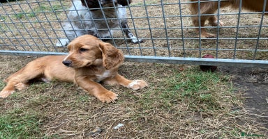 Cocker Spaniel dogs - Advert 3