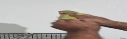 Ringnecks birds for sale: Beautiful rare ringneck talking parrot  - Advert 8