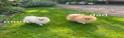 Pomeranian dogs for sale: Teddy Bear Pomeranian puppy male  in Burton-on-Trent - Advert 2