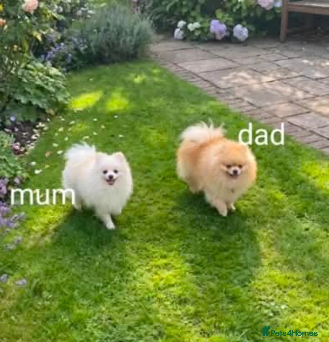 Pomeranian dogs for sale: Teddy Bear Pomeranian puppy male  in Burton-on-Trent - Advert 2