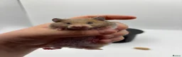 Hamster rodents for sale: Pedigree Syrian hamster pups  - Advert 14