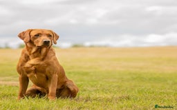 Labrador Retriever dogs for sale: Fosterwold Yellow/red Labrador pups - Image 3