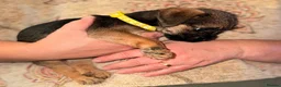 Border Terrier dogs for sale: 2 Boys.Border terrier puppies SLEMCLR parents  - Advert 20