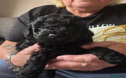 Toy Poodle dogs for sale: Toy poodle puppies for sale - Image 8