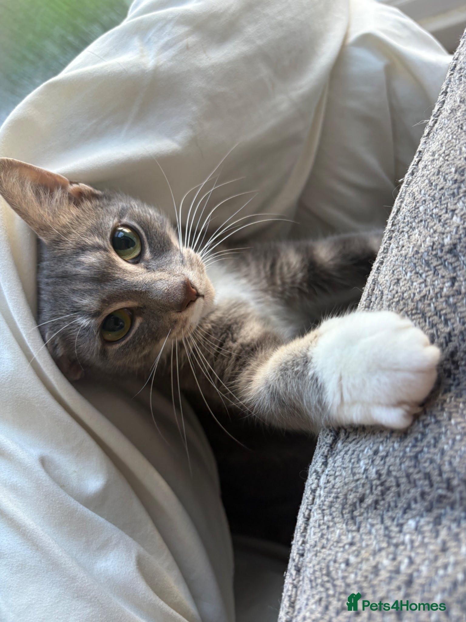 Mixed Breed cats I have a beautiful silver cat for rehoming  - Advert 1