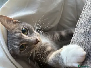 Mixed Breed cats I have a beautiful silver cat for rehoming - Advert 1