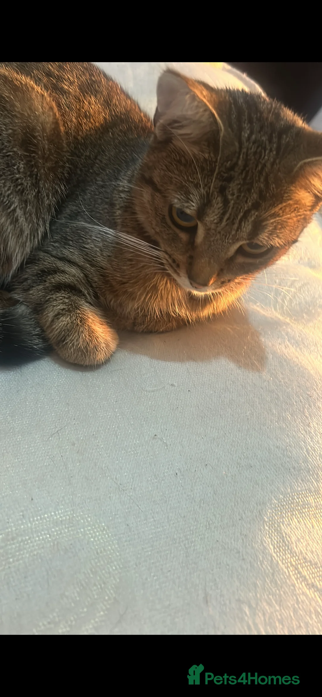 Domestic Shorthair cats for sale: Nina - Beautiful 2 Year Old Loving Girl Cat😻🩷 in Nelson - Advert 4