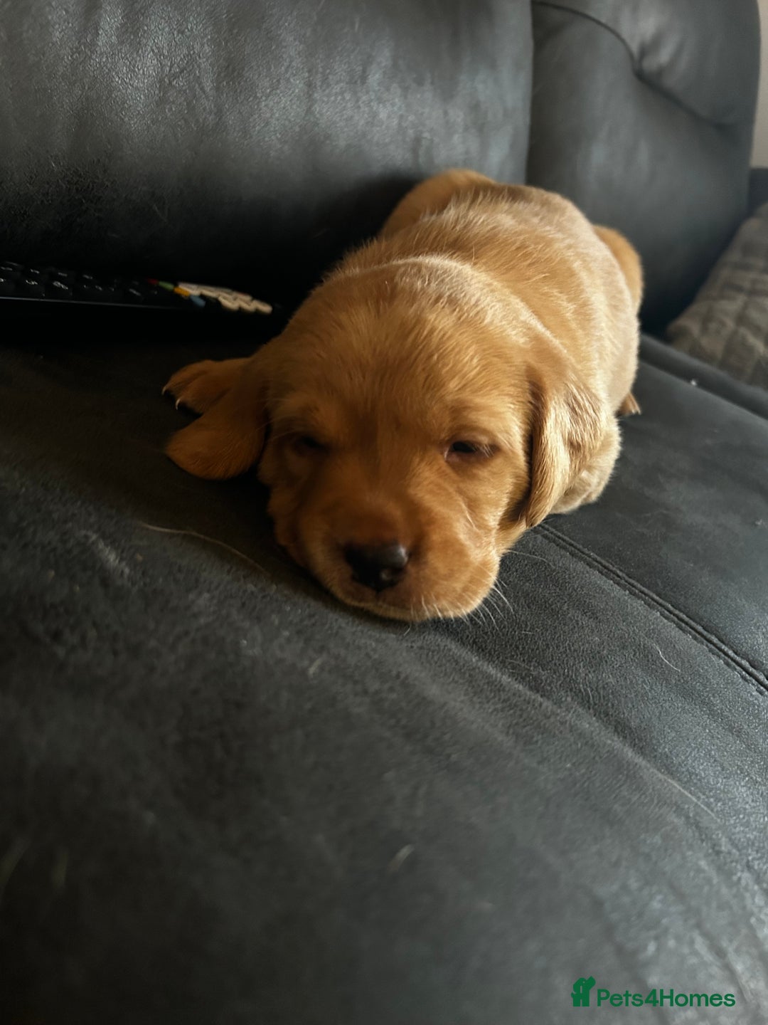 Labrador Retriever dogs for sale: Pure breed Labrador pups  - Advert 4
