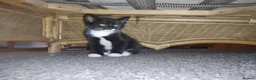 Domestic Shorthair cats for sale: Theora and the Theo-ettes - Advert 15