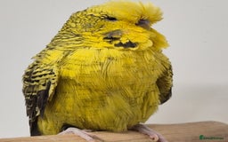 Budgerigars birds for sale: Rare mutation in u.k - Image 4