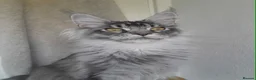 Maine Coon cats for sale: Black silver ticked boy TICA maine coon - Advert 7