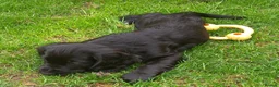 Cocker Spaniel dogs for sale: Stunning Cocker spaniel boy  - Advert 5
