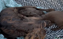 Cocker Spaniel dogs for sale: Chocolate Cocker Spaniel Puppies - Image 7