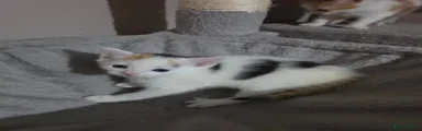 White with black and ginger patches 