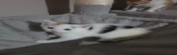 Mixed Breed cats for sale: • 4 Lovely Kittens – Looking For Loving Families - Advert 17