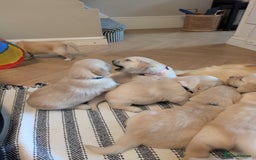 Golden Retriever dogs for sale: Beautiful Golden Retriever Puppies For Sale - Image 14