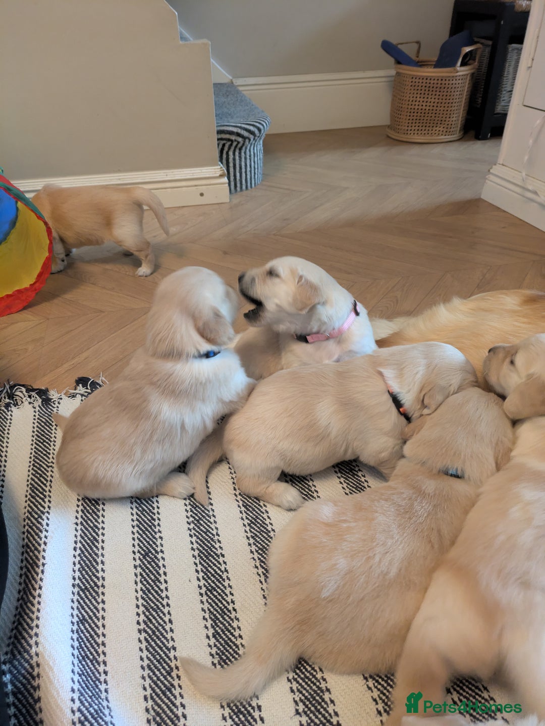 Golden Retriever dogs for sale: Beautiful Golden Retriever Puppies For Sale - Image 14