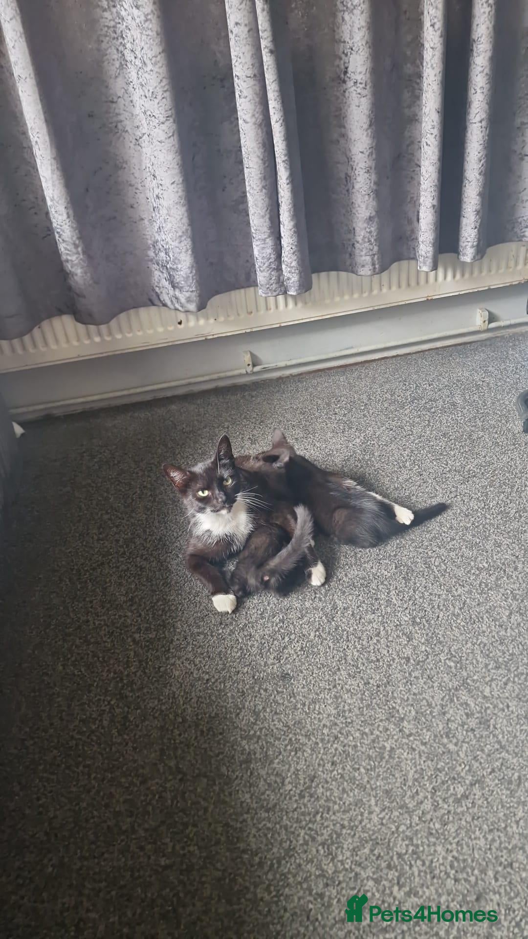 Mixed Breed cats 1 Male and 1 Female kitten - Advert 5
