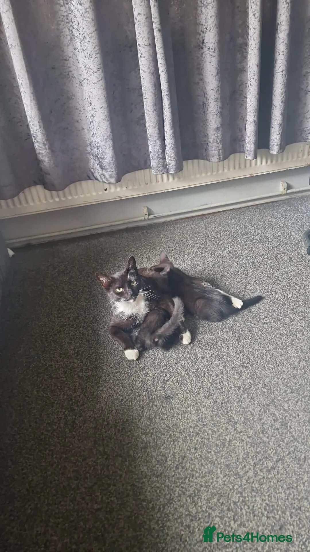 Mixed Breed cats for sale: 1 Male and 1 Female kitten in Seaford - Advert 1